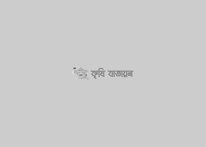 বেগমগঞ্জ উপজেলায় ব্যতিক্রমি উদ্যোগে বারি মাল্টা-১ জাতের নতুন ফল চাষাবাদের সম্প্রসারণ ও মাতৃ গাছ সৃজন