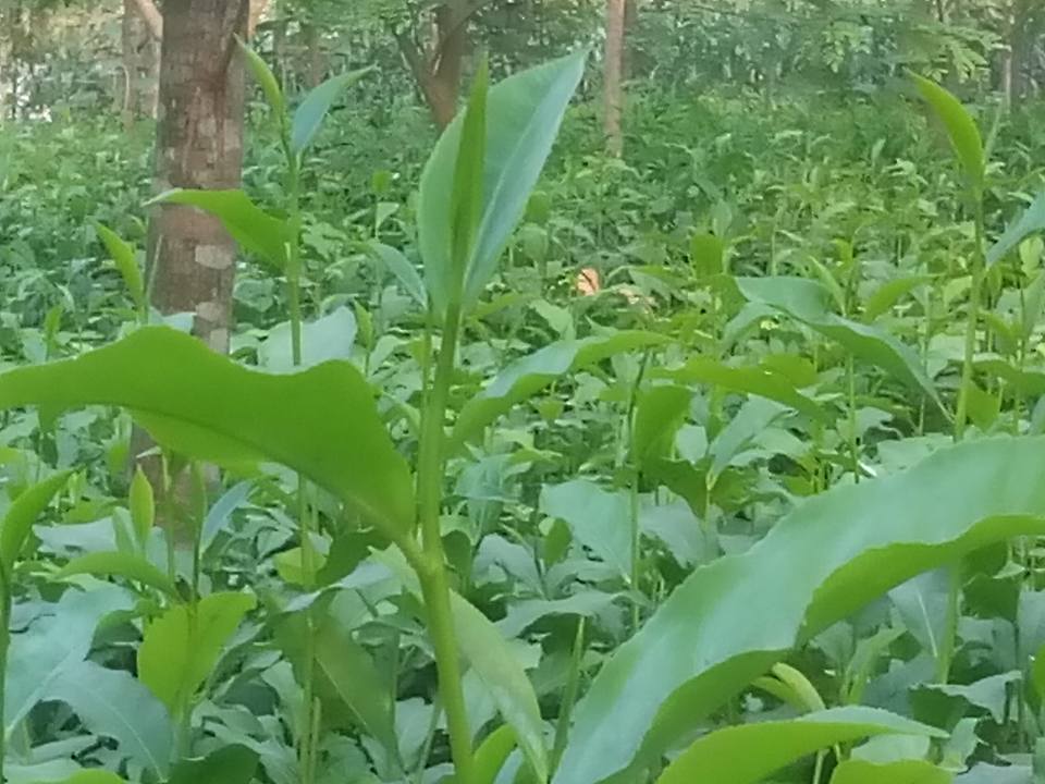 লালমনিরহাট জেলায় চা চাষের অপার সম্ভাবনা