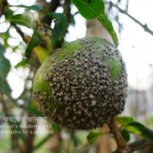 ডালিমের গ্রে মোল্ড রোগ