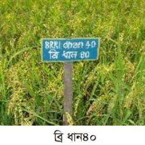 ব্রি ধান৪০