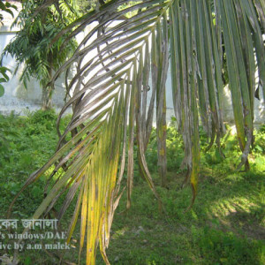 নারিকেলের পাতার ব্লাইট রোগ