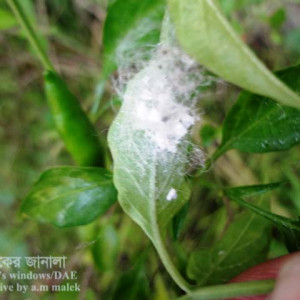 মরিচের সাদা মাছি পোকা