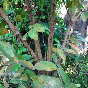 পেয়ারার লাল মরিচা রোগ