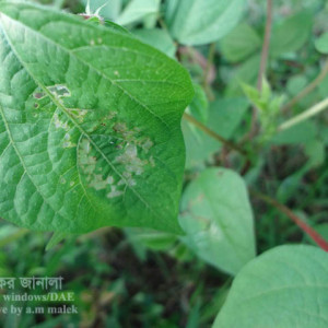 মাসকলাইয়ের পাতামোড়ানো পোকা